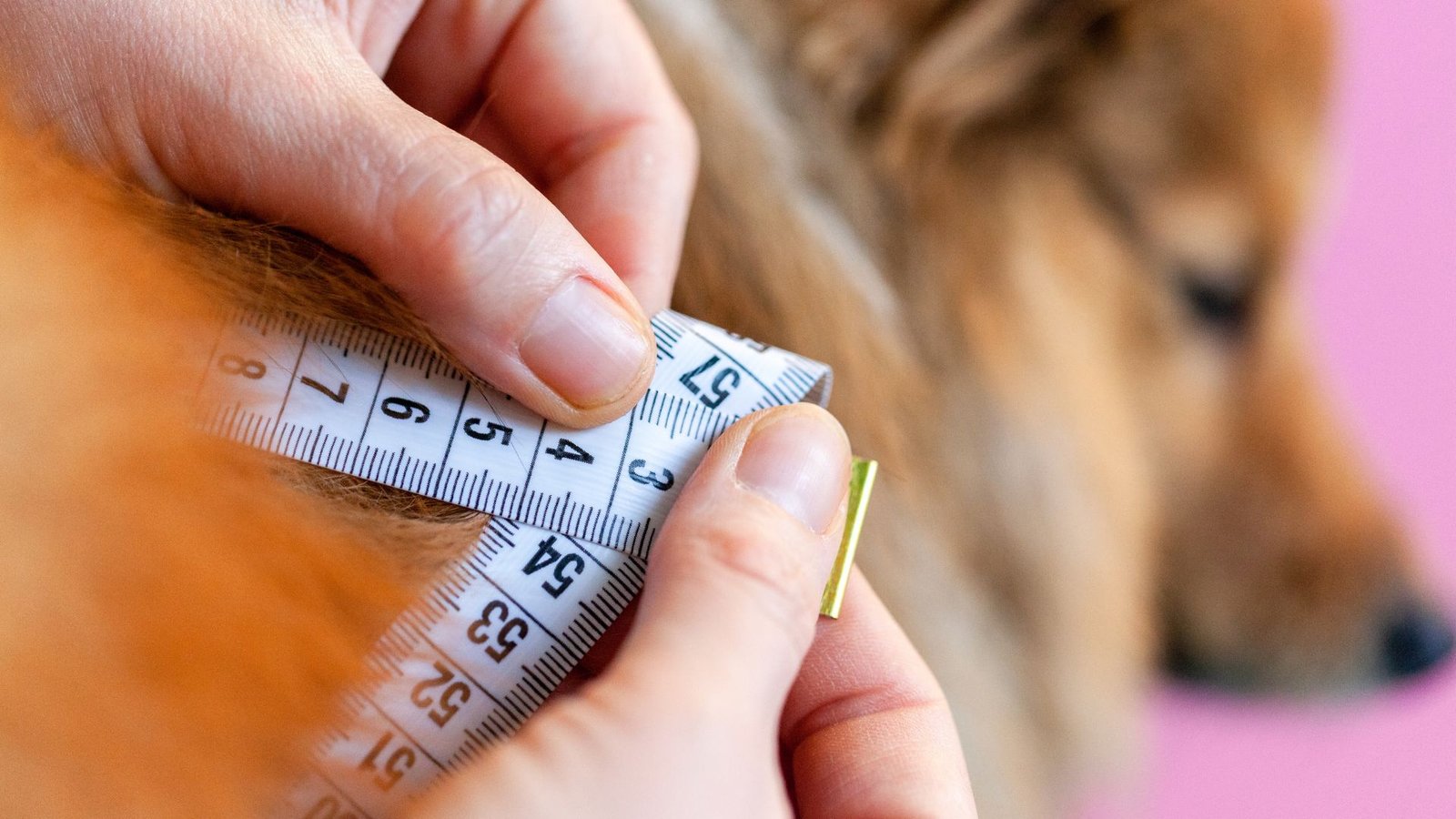 Cómo Elegir la Ropa Perfecta para tu Perro: Consejos de Fiby Dog