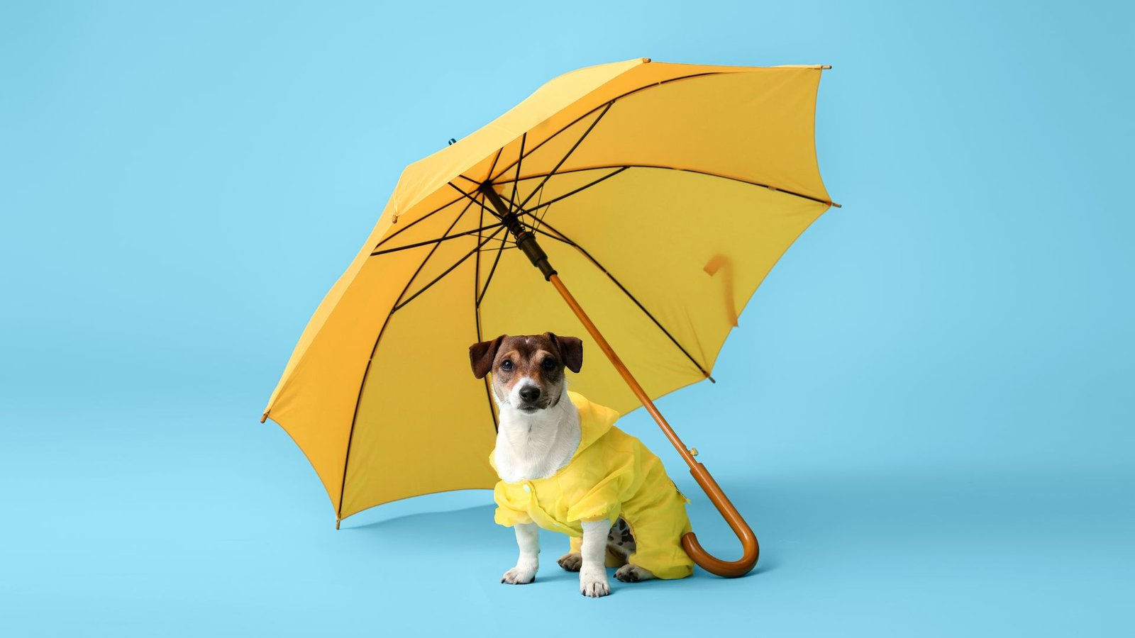 Guía para Proteger a tu Perro durante la Temporada de Lluvias: Consejos y Prendas Impermeables